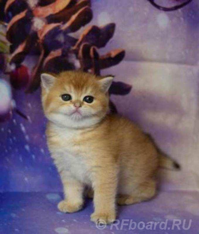 Британские котята разных окрасов Питомник. Москва.. Смоленская область,  Смоленск