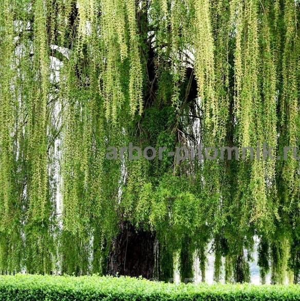 Крупномеры в Москве и Подмосковье с доставкой и посадкой