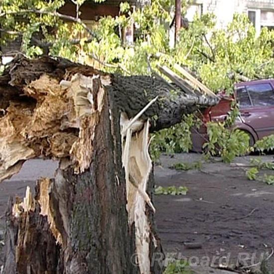 Услуги юриста при падении дерева на автомобиль. Новосибирская область,  Новосибирск