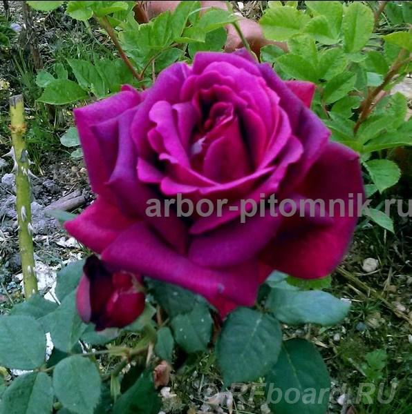 Саженцы кустовых роз из питомника, каталог роз в большом ассортименте  ....  Москва