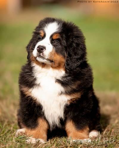 Роскошные щенки Зенненхунда. Московская область, Коломенский район