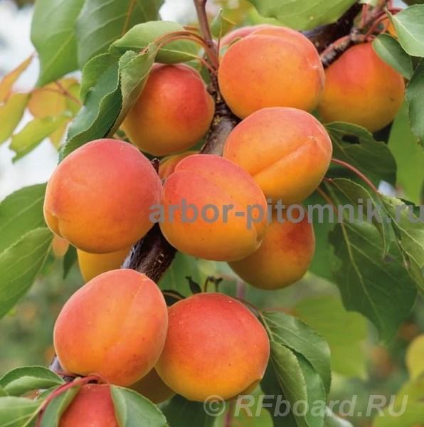 Саженцы абрикосов из питомника с доставкой, каталог с низкими ценами в ....  Москва