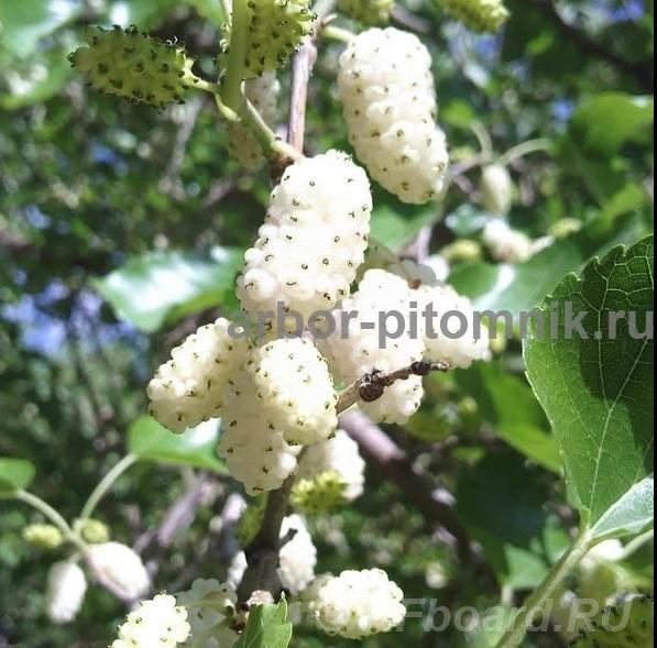 Питомник растений и крупномеров предлагает саженцы с закрытой корневой ...